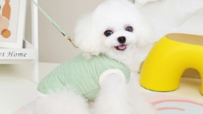 댕댕이 인생템! 득템찬스 놓치지 마세요: 강아지하네스옷 후기